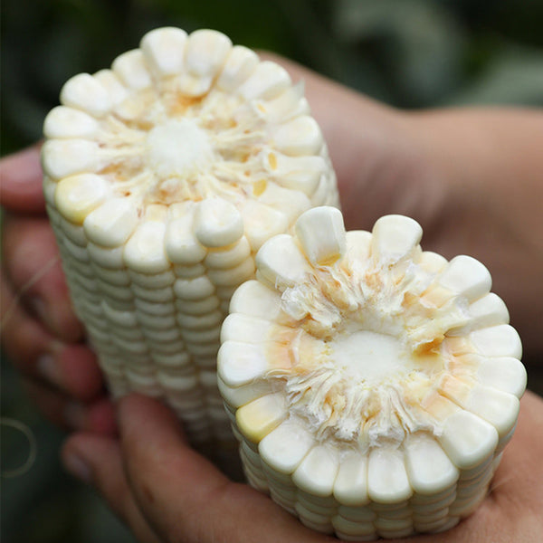 Aotiannuo 75 Sweet Waxy Corn Seeds, 40g