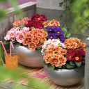 English Primrose Seeds, 200 Seeds