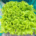 Big Speed Lettuce Seeds, 5g