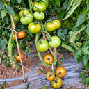 268 Sandra's Smile Tomato, 5 Seeds