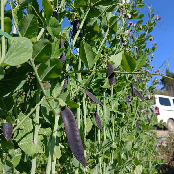 Purple-Podded Snow Pea Seeds, 10g