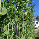 Purple-Podded Snow Pea Seeds, 10g