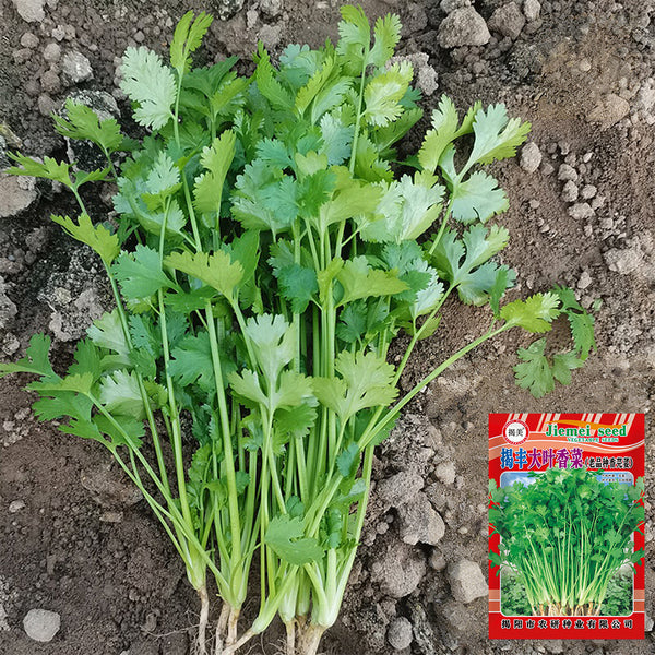 'Jiefeng' Large-Leaf Coriander Seeds, 20g