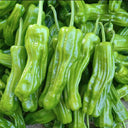 Crisp Thin-Skinned Chili Seeds, 1g