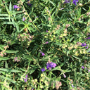 Baical Skullcap, 100 Seeds