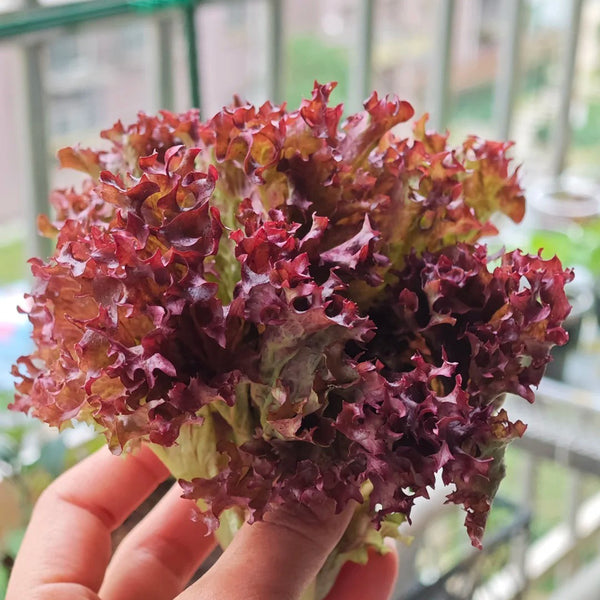 'Jinghong-1' Loose-leaf Lettuce Seeds, 5g