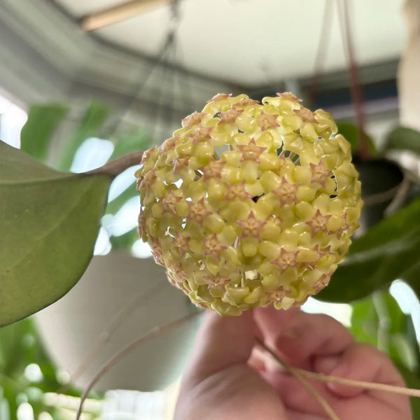 Hoya vitellina, 2 Cuttings