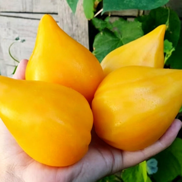 585 Zailiyskiy Alatau Yellow Tomato, 5 Seeds