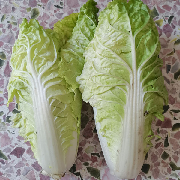 Chunmei F1 Hybrid Chinese Cabbage Seeds, 5g