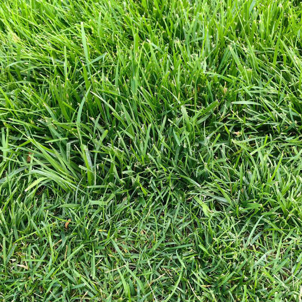 Poa pratensis 'Fargo BT' Seeds, 200g