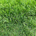 Poa pratensis 'Fargo BT' Seeds, 200g