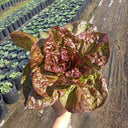 'Amethyst Cream' Lettuce Seeds, 2g
