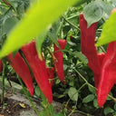 Extra Spicy 'La Mei Zi' Pepper Seeds, 1g