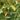 Yanjiao 528 Facing Heaven Pepper Seeds, 0.5g
