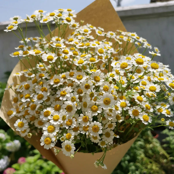 Cut Flower Chamomile, 1g