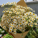Cut Flower Chamomile, 1g