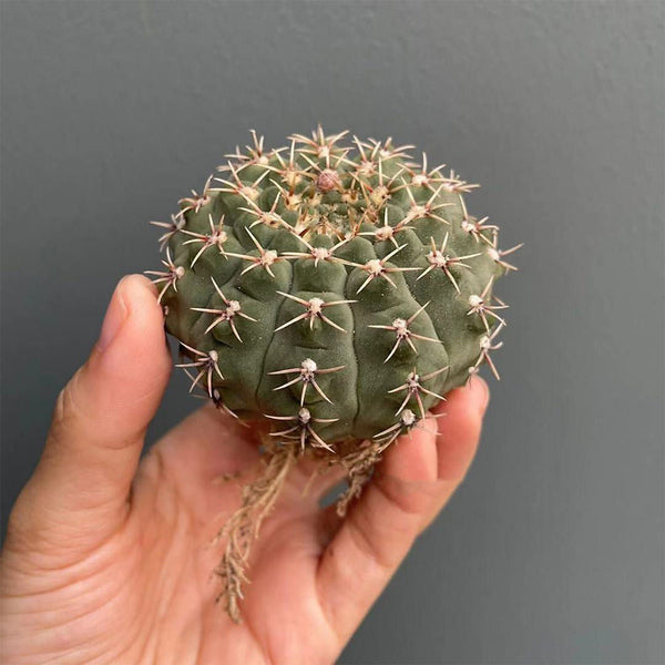 Gymnocalycium quehlianum, 3-4cm