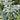 Snow-on-the-Mountain, 100 Seeds