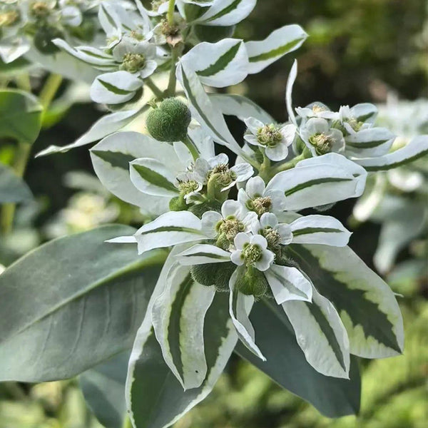 Snow-on-the-Mountain, 100 Seeds