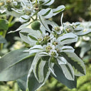 Snow-on-the-Mountain, 100 Seeds