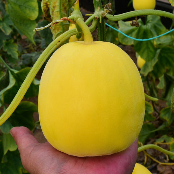 Pale Yellow Crispy Melon Seeds, ~100 Seeds