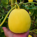 Pale Yellow Crispy Melon Seeds, ~100 Seeds