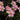 Oxalis obtusa Series Bulb - 'Berry Sundae', 2 Bulbs