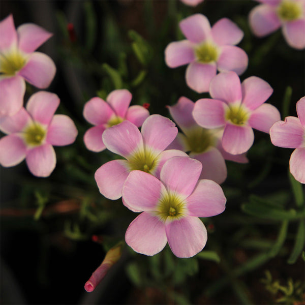 Oxalis obtusa Series Bulb - 'Berry Sundae', 2 Bulbs