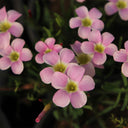 Oxalis obtusa Series Bulb - 'Berry Sundae', 2 Bulbs