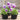 U2337 Floral Power Pink Beacon F1 Viola, 5 Seeds