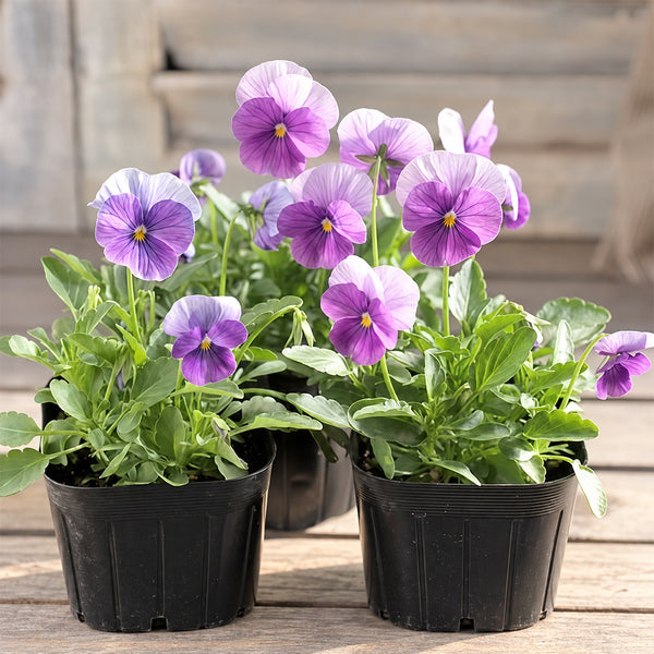 U2337 Floral Power Pink Beacon F1 Viola, 5 Seeds