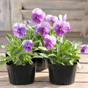 U2337 Floral Power Pink Beacon F1 Viola, 5 Seeds