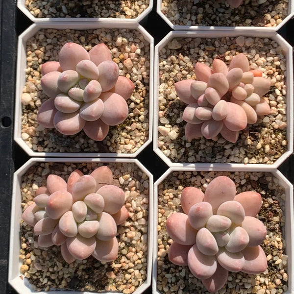 Echeveria 'Perfume'‌, 2pcs x 1-head