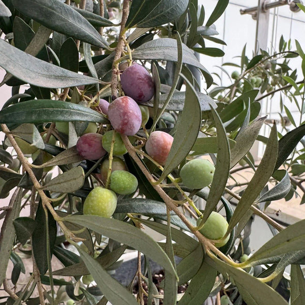 Olive Tree, 20 Seeds