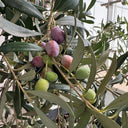 Olive Tree, 20 Seeds