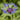 Mountain Bluet, 100 Seeds