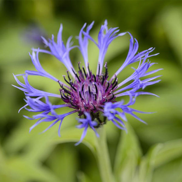 Mountain Bluet, 100 Seeds