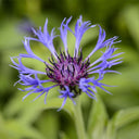 Mountain Bluet, 100 Seeds