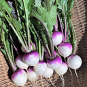 'Lucky' F1 Hybrid Turnip Seeds, 5g