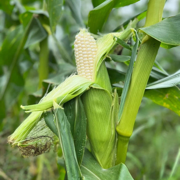 Milk Fruit Sweet Corn Seeds, 30g