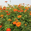 Mexican Sunflower, 200 Seeds