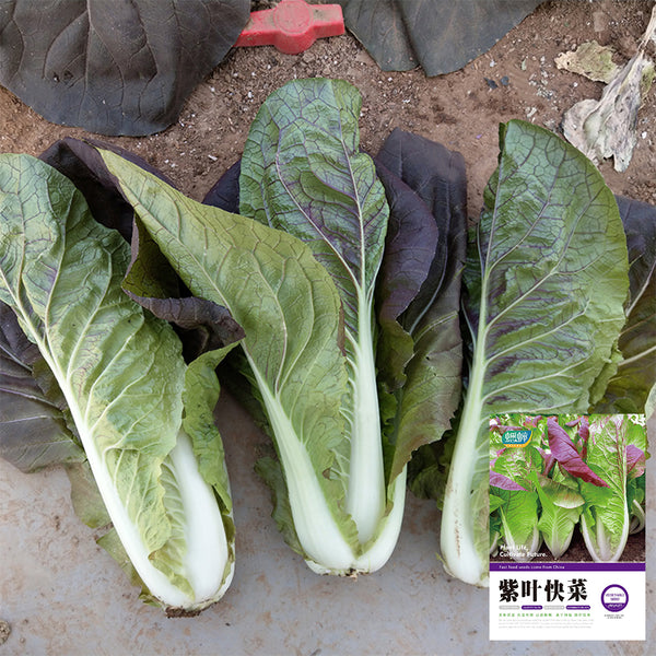 Purple-leaf Quick-growing Bok Choy Seeds, 10g