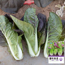 Purple-leaf Quick-growing Bok Choy Seeds, 10g