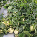 Caidu Jinyu No. 12 Muskmelon, 15 Seeds