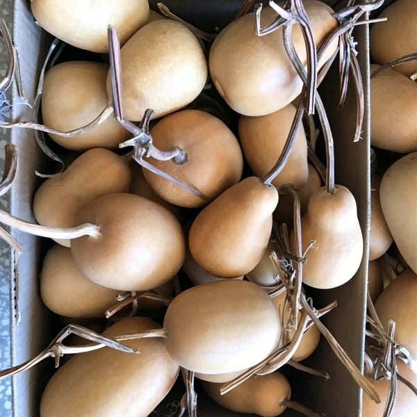 'Little Winter Melon' Gourd, 10 Seeds