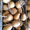 'Little Winter Melon' Gourd, 10 Seeds
