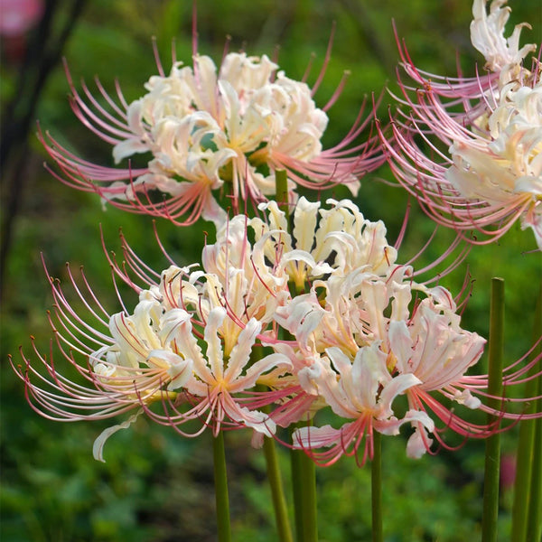 Lycoris squamigera 'White Chunxiao', 1 Bulb