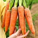 'Huangjian No.1' Carrot Seeds, 10g
