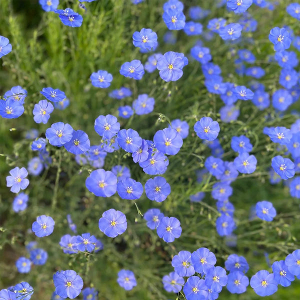 Blue Flax Seeds, 20 Grams ≈ 6000 Seeds