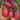 1082 Wild Eggplant Tomato, 5 Seeds